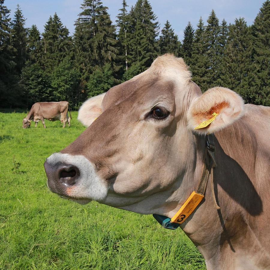 Ferienhof Bitschnau Lindenberg im Allgäu Buitenkant foto
